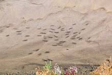 El pez m�s raro del mundo vive en un charco t�xico a 33 grados en mitad de un desierto y los cient�ficos temen por su extinci�n