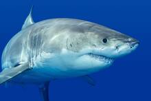 Tras 400 millones de a�os de reinado y 5 extinciones, los tiburones se enfrentan a un rival letal: un superdepredador inesperado