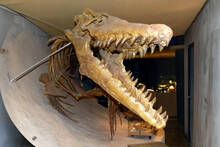 Geólogos atónitos descubren un antiguo superdepredador marino que aterrorizó a la región del Misisipi