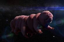 Confirmado: este animal 'inmortal' aguanta la congelación en el espacio exterior a -20ºC y vuelve a la vida de forma infinita