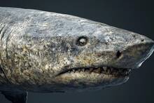 La ciencia, m�s cerca de la inmortalidad: descifran el secreto del tibur�n de Groenlandia que vive 400 a�os sin c�ncer