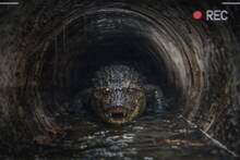 No es leyenda urbana: hallan un caimán de 1,5 metros en una tubería de Florida y confirman que el terror urbano existe