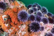 Estados Unidos est� criando en laboratorio a un superdepredador para salvar los oc�anos: devora m�s de 40 erizos de mar al d�a