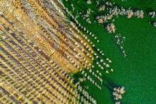 África plantó millones de árboles hace 19 años: 100 millones después, su Gran Muralla Verde contra el Sáhara parte el continente
