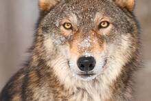 En 1995, Estados Unidos liber� una manada de 14 lobos: 30 a�os despu�s, el mayor santuario natural transforma todo su ecosistema