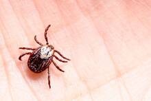 Alarma y preocupación en EE.UU. por parásitos que transmiten alergia a la carne: los síntomas fatales aparecen a las 6 horas