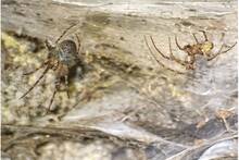 La megaciudad secreta de 111.000 ara�as: una red de 106 metros cuadrados donde dos especies rivales conviven sin violencia