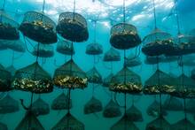 El cultivo de ostras puede tener la clave contra el cambio climático: 55.000 ejemplares sembrados en el Mar Menor lo confirman