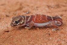 Alarma y preocupacin en Baleares por el primer brote de leishmaniosis en reptiles registrado en Espaa