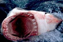 El tiburón blanco pierde el título del depredador alfa del mar: este animal es más inteligente y les está dando caza