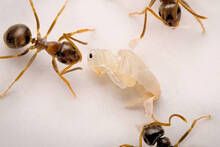 Las hormigas enfermas suplican morir: as� es el macabro mecanismo de 'cuarentena' que asegura el �xito de todo el hormiguero