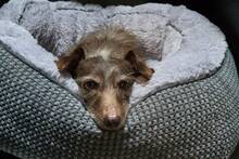 Parece de Disney: un perro se perdió en 2021 en EE.UU y 5 años después aparece a más de 3700 kilómetros de su casa