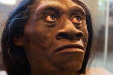 Hallazgo histórico de la ciencia: una especie humana desapareció hace 50.000 años y ahora por fin se confirma el motivo