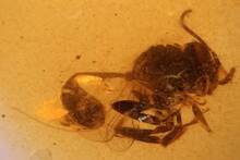 Hallazgo en El Soplao: descubren una avispa fosilizada en ámbar del tiempo de los dinosaurios, con más de 100 millones de años