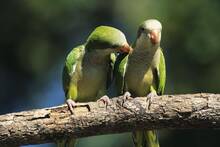 Torrej�n desata la pol�mica por el control de la fauna: 150.000 euros para 'limpiar' los parques de gansos, palomas y conejos