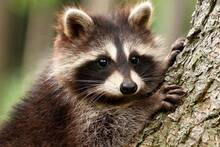 El ser humano está cambiando y acelerando la evolución de los mapaches en un hecho histórico: ahora son más 'adorables'