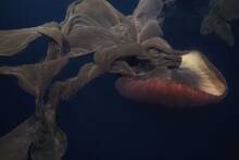 Científicos argentinos encuentran en el Atlántico un monstruo de 11 metros a solo 83 metros de profundidad: 'Una medusa inusual'