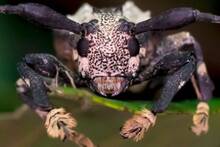 Ni inofensivo, ni predecible: el escarabajo escorpi�n, de los m�s raros y dolorosos del planeta, ataca con sus mortales antenas