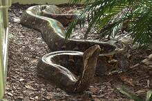 3 nidos activos, 4 megapitones gigantes ocultas y una sola isla: EE.UU lucha contra la explosi�n de las pitones invasoras