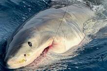 Capturan en Alicante un gran tibur�n blanco de m�s de 2 metros y enciende las alarmas en la costas espa�olas