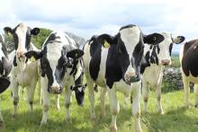 El cambio clim�tico podr�a dejar sin pastos al 50% del ganado mundial en menos de 100 a�os: 1.600 millones de animales