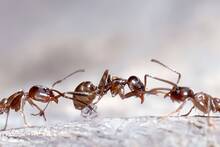 Las hormigas espa�olas est�n colonizando Europa y preocupan a los cient�ficos: est�n reemplazando a las especies aut�ctonas