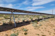 En EE.UU. los paneles solares logran 'resucitar' una planta rara y en peligro de extinci�n en mitad del desierto