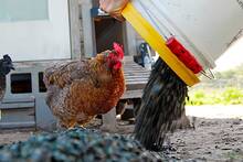 Millones de escarabajos japoneses son ahora pienso: retirados del huerto y dados a las gallinas, para ahorrar y salvar árboles