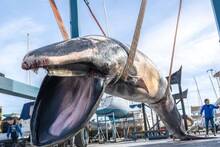 Aparece sin vida en las costas de Valencia un gigantesco rorcual de 10 metros de largo