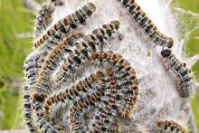 Crece la preocupaci�n en Espa�a: la oruga procesionaria no espera a la primavera y aparece en parques, bosques y escuelas