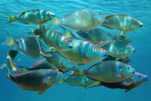 Aumenta la preocupación entre los expertos: la subida de temperatura del mar reduce la cantidad de peces un 20% cada año