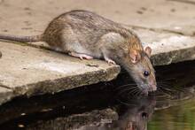 Crece la preocupaci�n en Europa: las superratas se expanden y Bruselas lucha desesperada para frenar su r�pida invasi�n