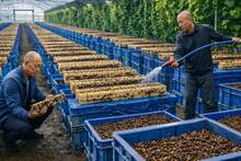 China cambia las reglas: transforma millones de moscas en prote�na animal al 50 % menos de coste y revoluciona la alimentaci�n