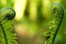 Shyamalan no ment�a con su ciencia ficci�n: las plantas pueden hablar entre ellas y advertirse de peligros