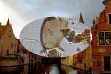 Las heces de un mercader espa�ol en Brujas revelan la presencia de un par�sito africano en una letrina del siglo XV