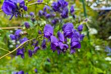 Los expertos coinciden: la planta m�s letal de Espa�a es una joya bot�nica confundida con el perejil y esconde un veneno mortal