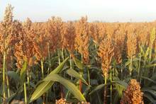 Adi�s al ma�z: el sorgo irrumpe con fuerza en la ganader�a con un 80% menos de coste y un ahorro masivo de agua