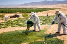 China desarrolla 'semillas vivas': transforman desiertos en tierra f�rtil en 2 a�os y aceleran la restauraci�n ecol�gica