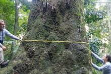 Científicos hallan en Brasil un árbol gigante de 500 años y 40 metros de alto clave para salvar de la extinción su especie
