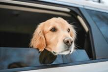 Es oficial: la Uni�n Europea endurece las normas y confirma que perros y gatos necesitar�n pasaporte bajo multas de 50.000 euros