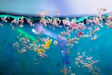 La ciencia lo confirma: el destino de los micropl�sticos que entran en nuestro organismo es muy alarmante