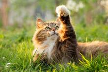 Los veterinarios coinciden: permitir que tu gato salga solo acorta su vida hasta los 7 años