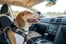 Ya entr� en vigor: la Ley de Bienestar Animal proh�be a los due�os viajar con mascotas sin ventilaci�n y climatizaci�n adecuadas