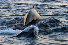 Crece la preocupaci�n entre los cient�ficos por lo que sucede en el Atl�ntico: 'Podemos superar el punto de inflexi�n'