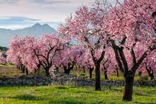 El campo espa�ol est� en problemas: m�s de 126.000 hect�reas de almendros ponen el peligro el mercado en una 'tormenta perfecta'