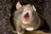 Espa�a teme a la plaga de superratas: ya han invadido 12 comunidades y son resistentes a los raticidas cl�sicos