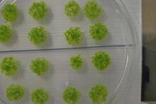 Jap�n logra que un musgo sobreviva 283 d�as en el espacio y abre una nueva v�a para terraformar planetas