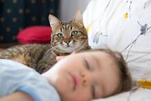 Los veterinarios coinciden: es necesario hacer una pre-presentaci�n para que el gato se acostumbre al beb�