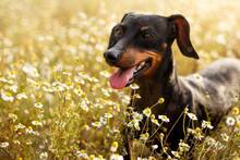 Los veterinarios coinciden: en primavera aumentan los par�sitos y esta es la clave para proteger a tu mascota