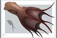 Cient�ficos at�nitos encuentran un pulpo gigante de 18 metros de largo que domin� los mares hace m�s de 70 millones de a�os